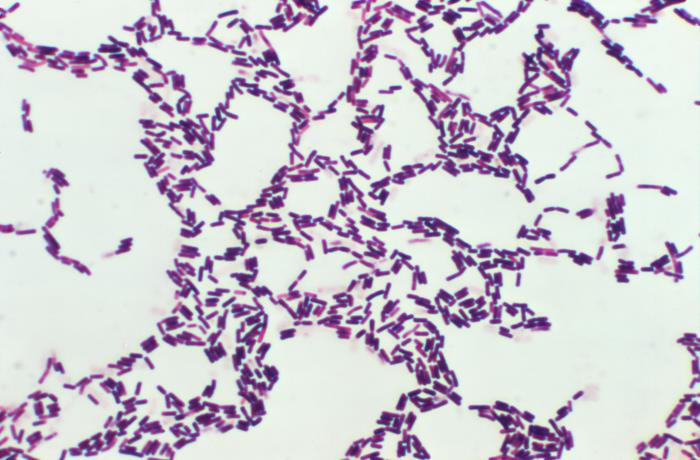 Bacillus coagulans Probiotic